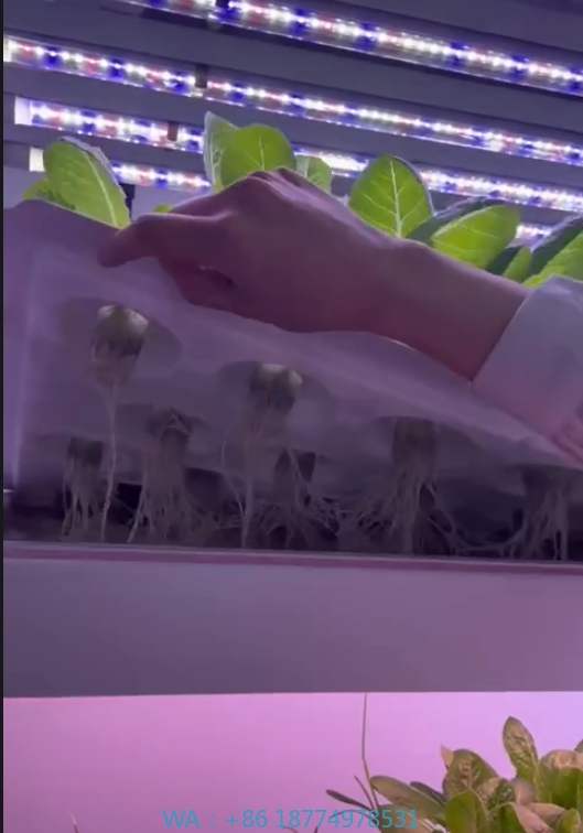 Agriculture Farming Equipments - f Greenhouse Agricultural Equipment Grow Mushroom