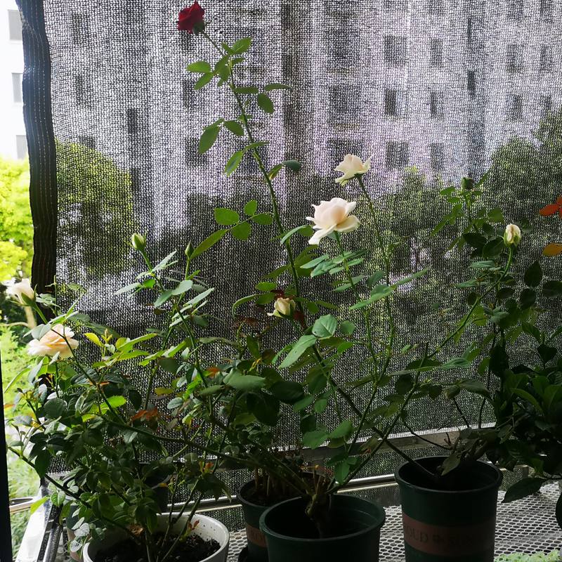 35~80% Shading Anti-UV Black H - Agriculture Farming Net 评论和价格