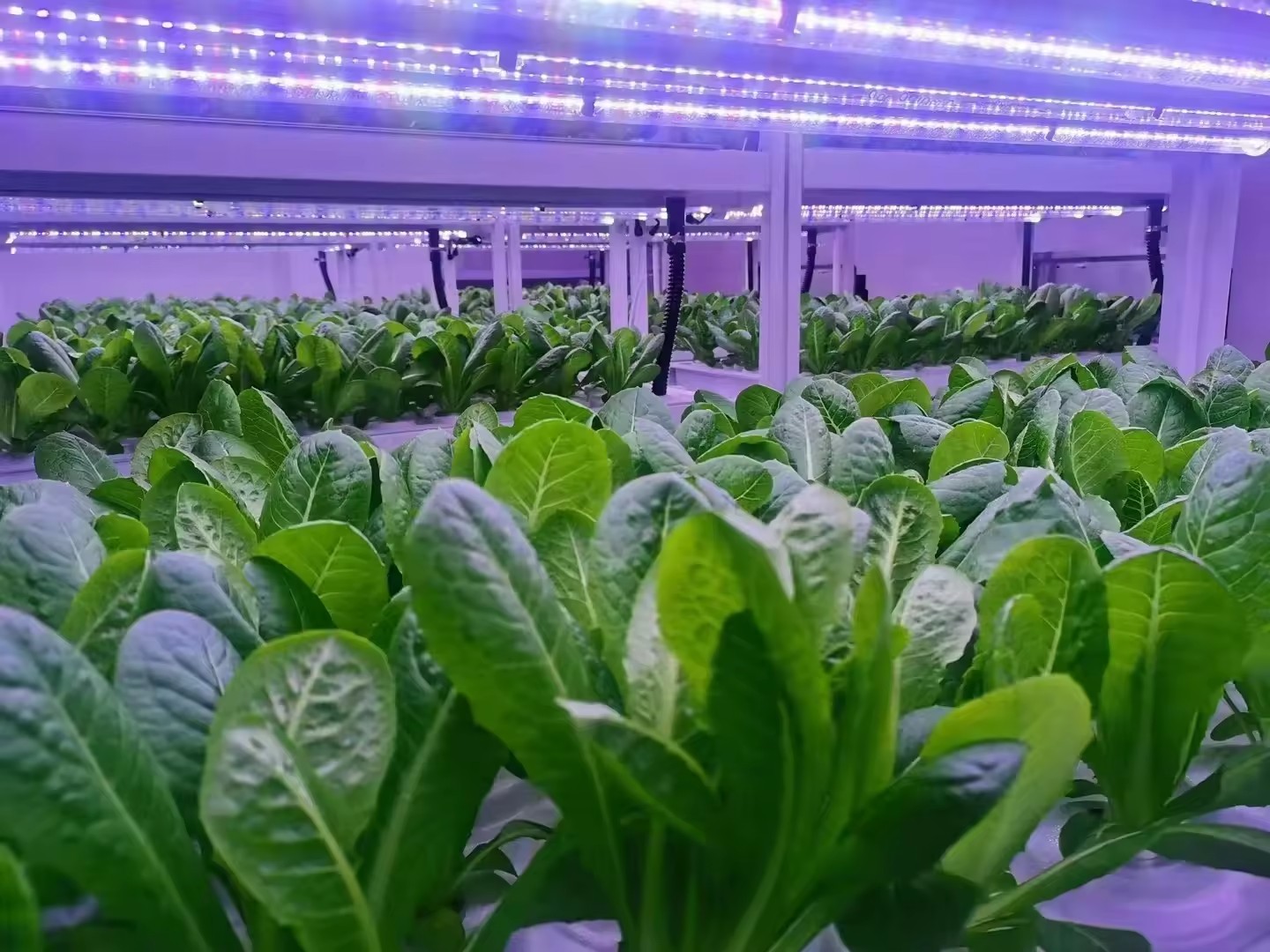 f Greenhouse Agricultural Equi - Agriculture Farming Equipments 评论和价格