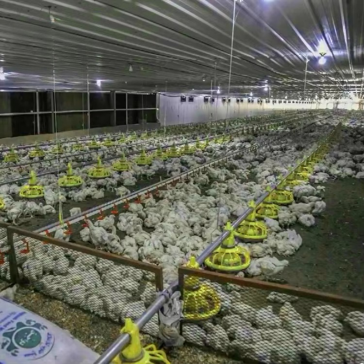 Chicken and poultry agricultur - Agriculture Farming Equipments 评论和价格